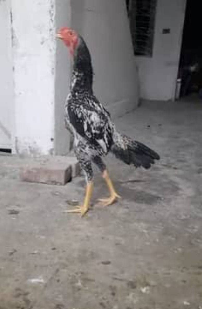 White Shamo / Aseel Shamo / Aseel chiks / Shamo chicks for sale 1