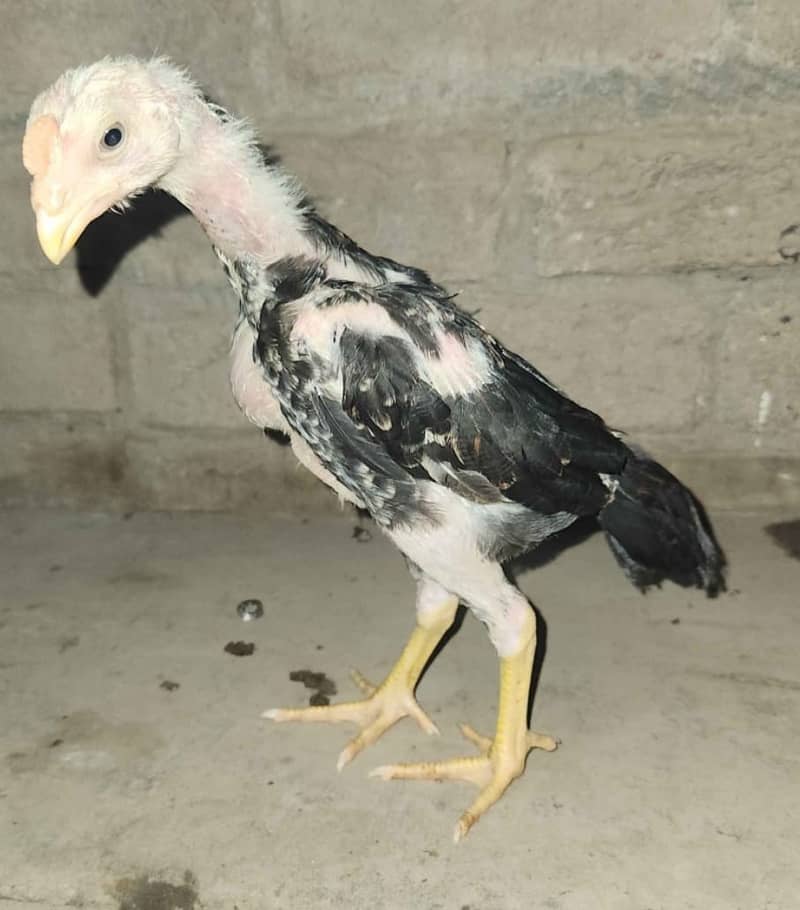 White Shamo / Aseel Shamo / Aseel chiks / Shamo chicks for sale 2