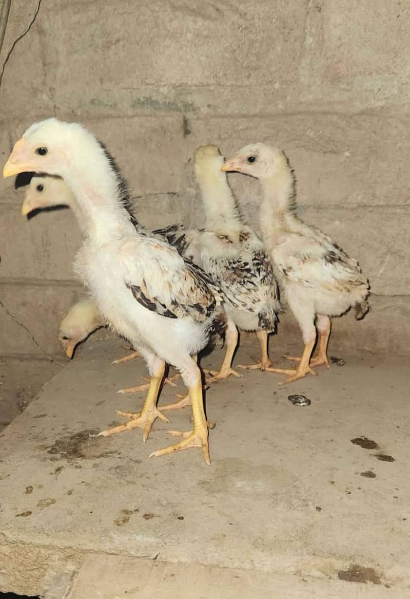 White Shamo / Aseel Shamo / Aseel chiks / Shamo chicks for sale 3