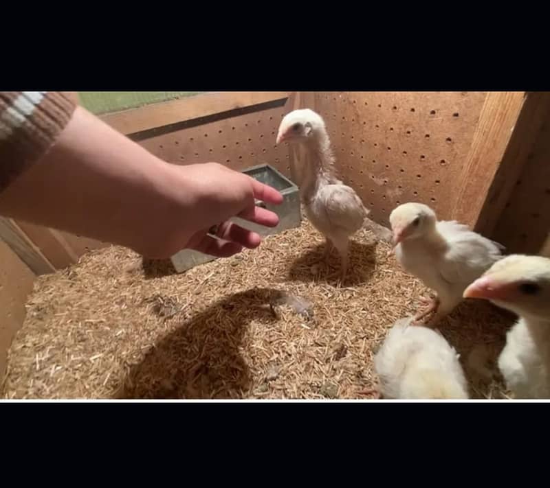 White Shamo / Aseel Shamo / Aseel chiks / Shamo chicks for sale 4