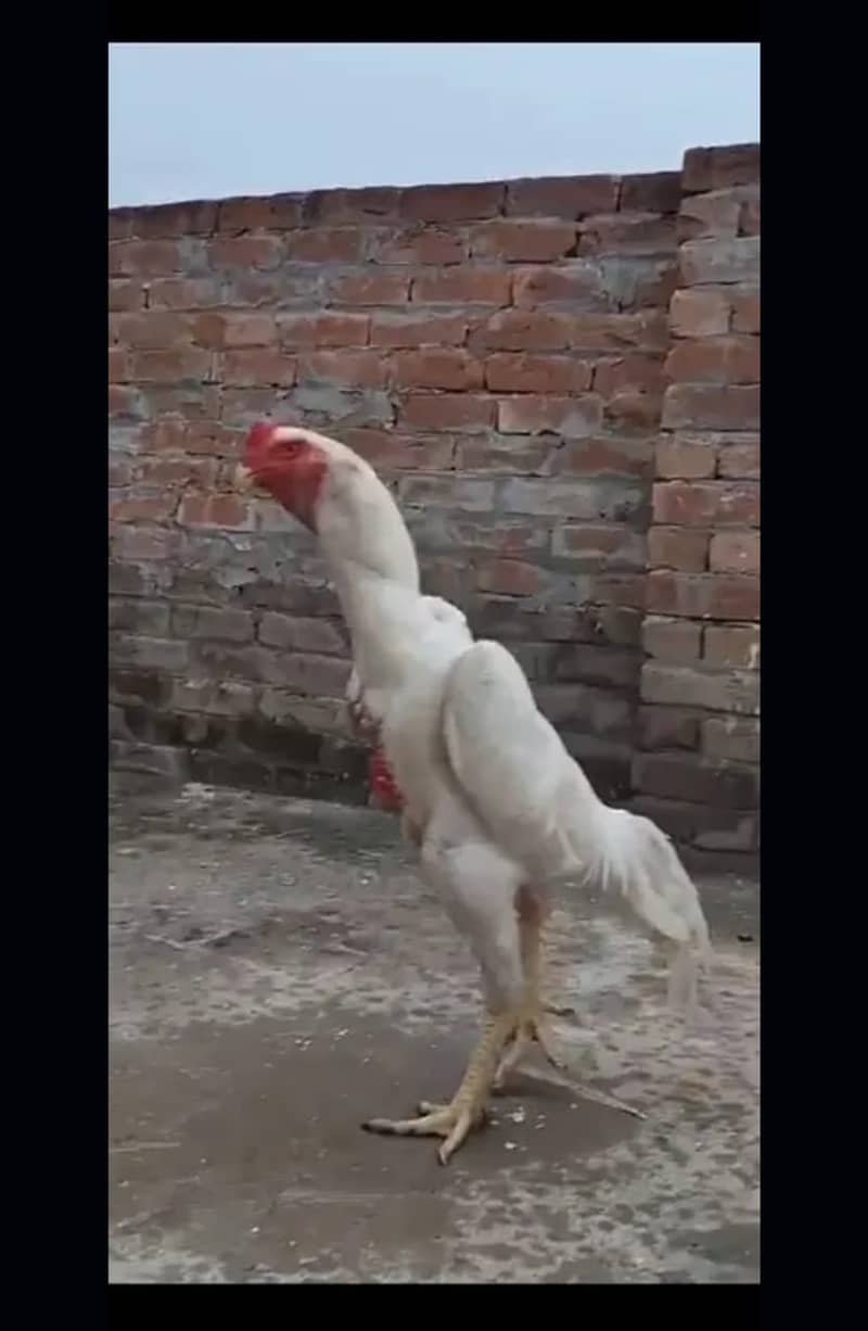 White Shamo / Aseel Shamo / Aseel chiks / Shamo chicks for sale 5