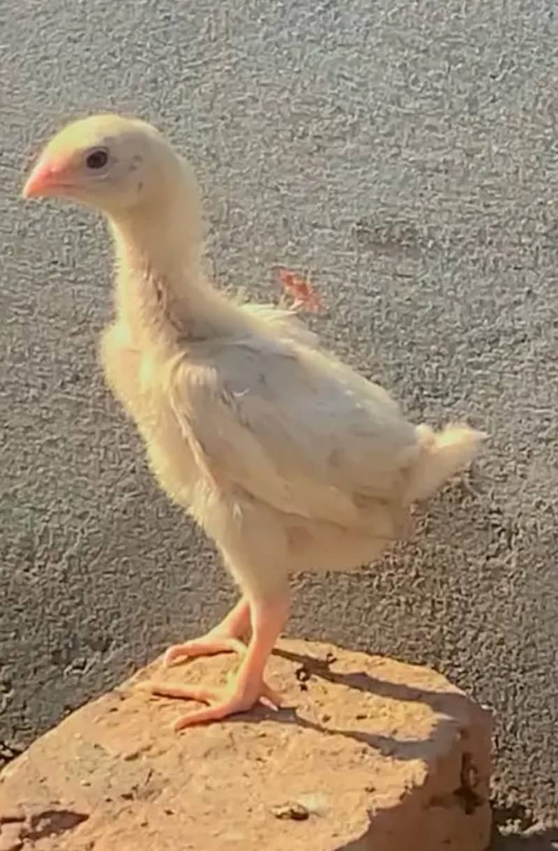 White Shamo / Aseel Shamo / Aseel chiks / Shamo chicks for sale 6