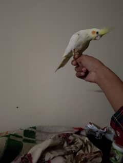 Hand tame cocktail female available