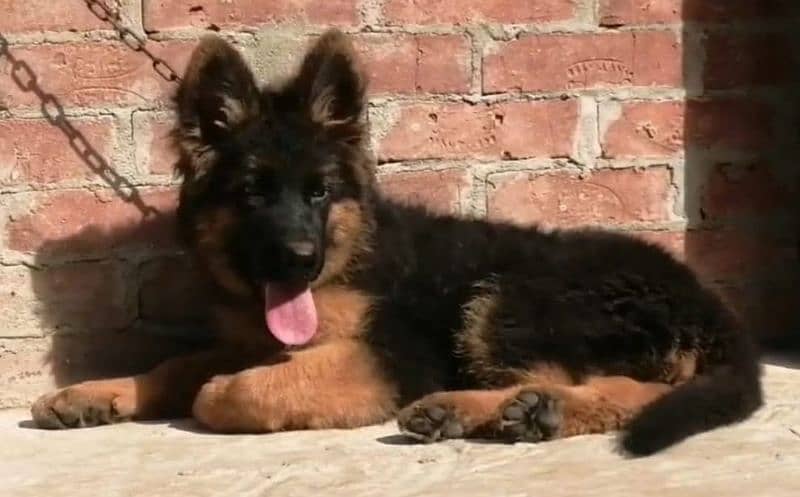 TOP QUALITY GERMAN SHEPHERD MALE PUPPY AVAILABLE FOR SALE 0