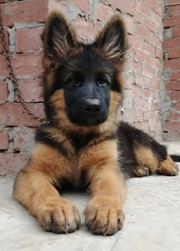 TOP QUALITY GERMAN SHEPHERD MALE PUPPY AVAILABLE FOR SALE 1