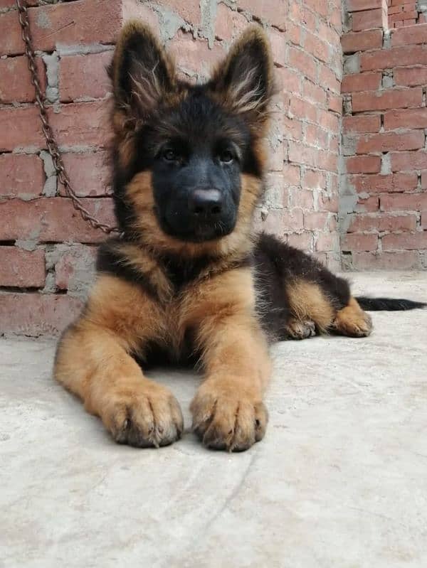 TOP QUALITY GERMAN SHEPHERD MALE PUPPY AVAILABLE FOR SALE 2