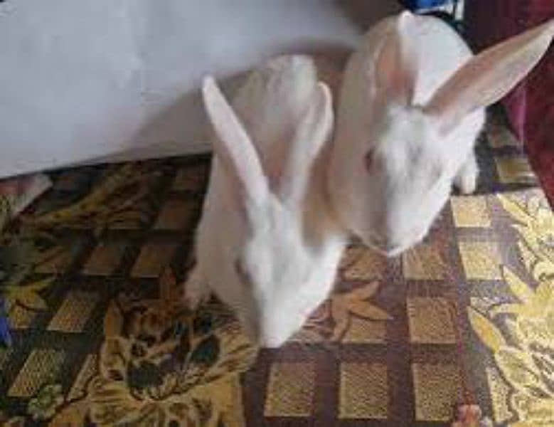 rabbits pairs  for sale 1