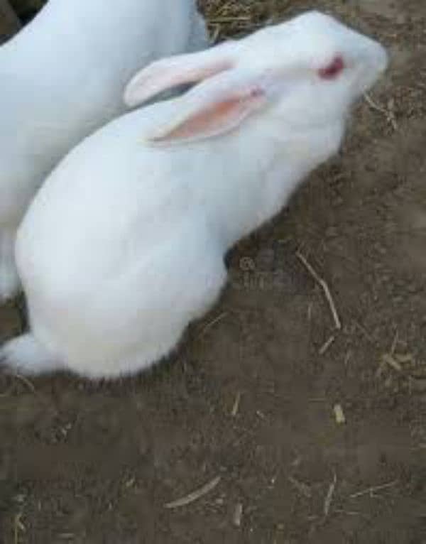 rabbits pairs  for sale 2