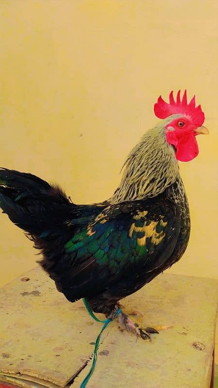 sibrighto bantam murga and English game murgi egg laying 1