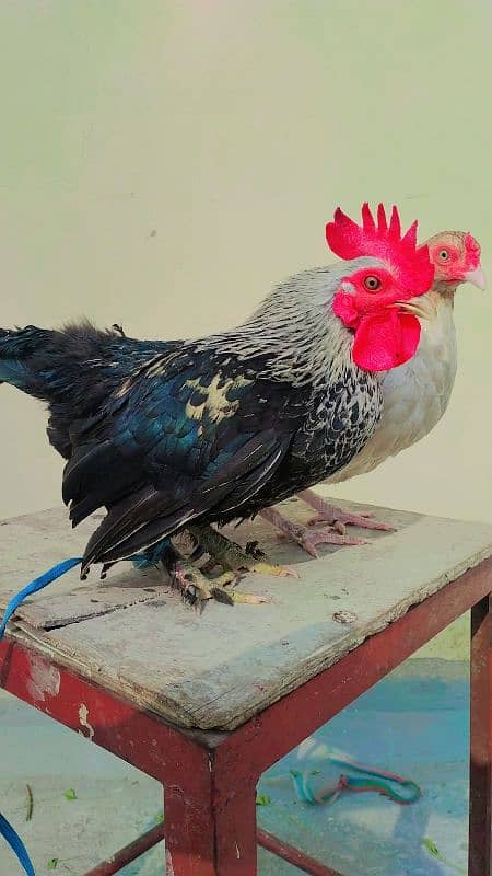 sibrighto bantam murga and English game murgi egg laying 5