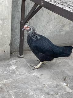 desi hen for sale