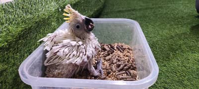 Cockatoo / Tritron Cockatoo / Parrots / Greater sulphur Cockatoo