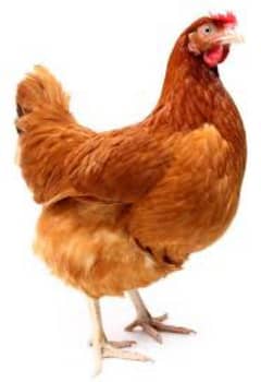 hen available