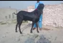 Desi Bakra for urgent sale my WhatsApp 0318,4661884