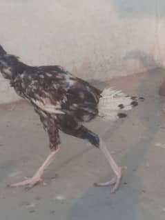 Aseel and Desi Hens for Sale