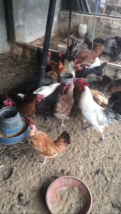 10 piece of egg laying golden misri murgi for sale healthy and active