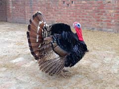 Turkey Male and Female Breeder pair