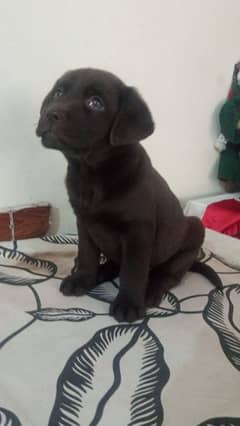 Labrador chocolate female puppy