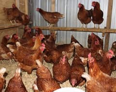 lohman brown lohman black full egg laying chickens hens 100%