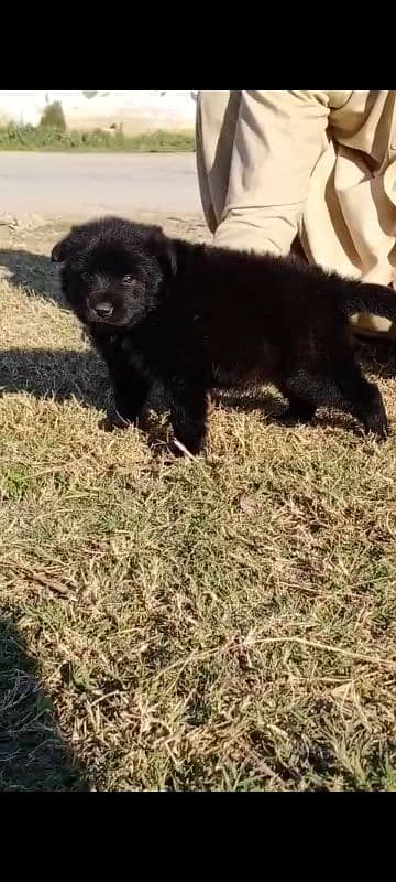 black Jarman shepherd puppies available 1