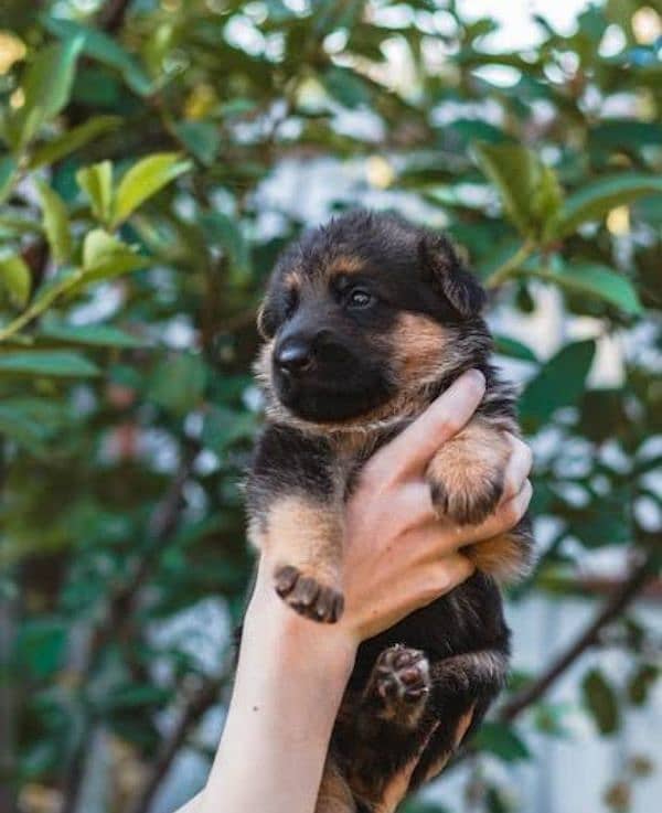 black Jarman shepherd puppies available 0