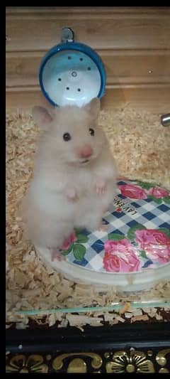 khan hamster