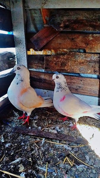 Motyiyo Wala Breader Pigeon pair for sale 1200 rupy ka pair ha 0