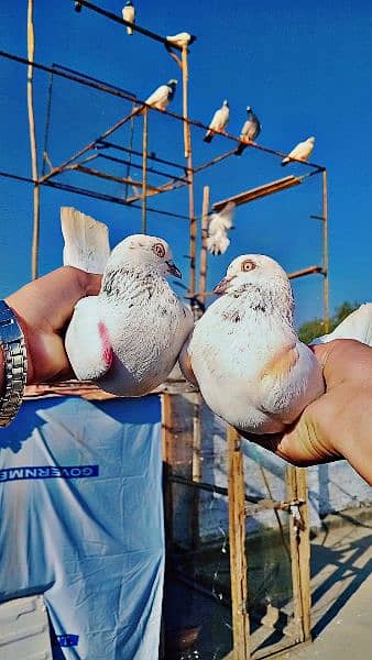 Motyiyo Wala Breader Pigeon pair for sale 1200 rupy ka pair ha 1