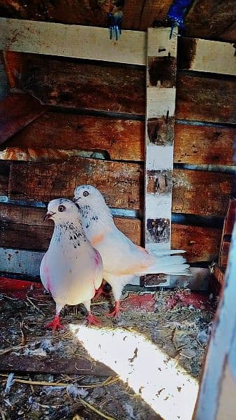 Motyiyo Wala Breader Pigeon pair for sale 1200 rupy ka pair ha 2