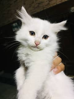 Persian kittens for sale