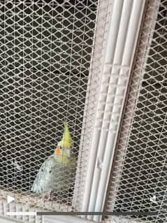 cockatiel 5 breeding pair