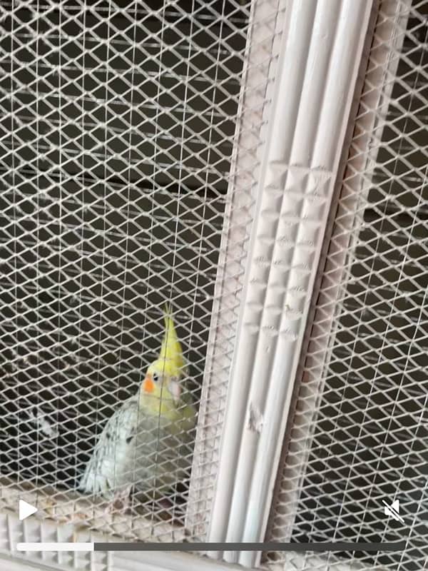 cockatiel 5 breeding pair 0