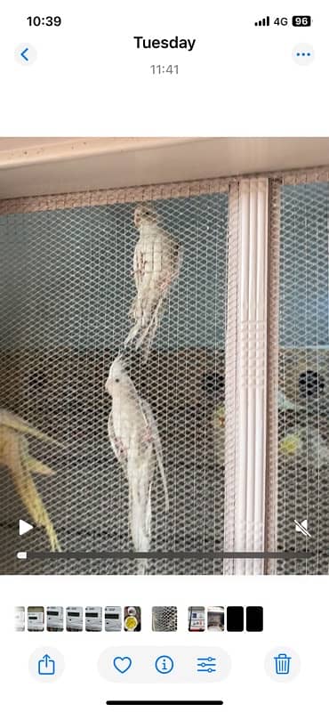 cockatiel 5 breeding pair 2