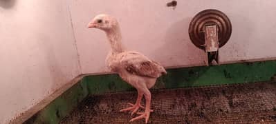 o shamo chicks available for sale