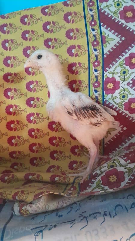 o shamo chicks available for sale 1