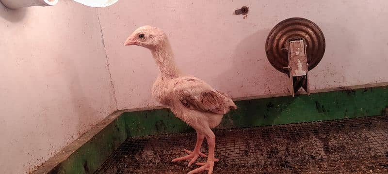 o shamo chicks available for sale 2