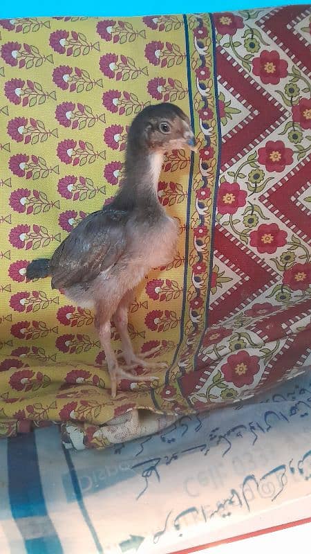 o shamo chicks available for sale 3