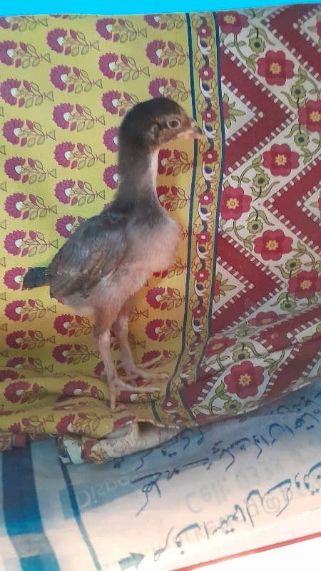 o shamo chicks available for sale 4