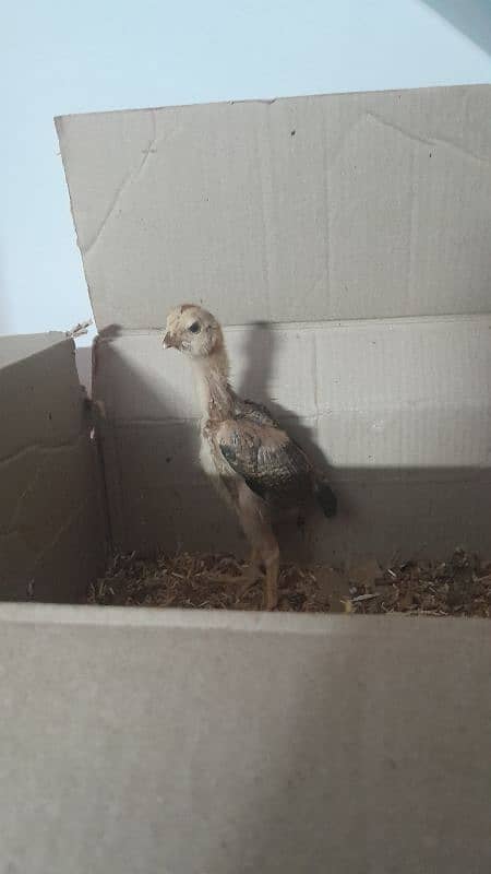 o shamo chicks available for sale 6