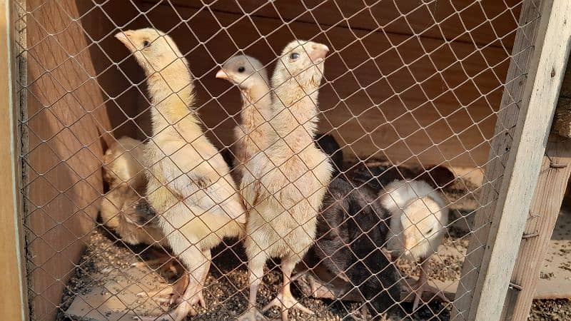 o shamo chicks available for sale 7