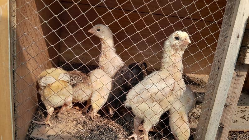 o shamo chicks available for sale 8