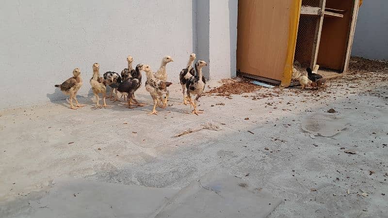 o shamo chicks available for sale 9