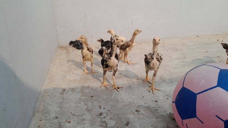 o shamo chicks available for sale 10