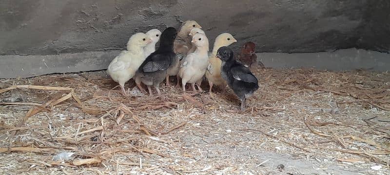 o shamo chicks available for sale 11