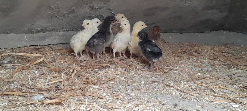 o shamo chicks available for sale 12