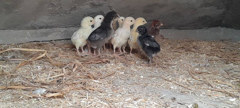 o shamo chicks available for sale 13