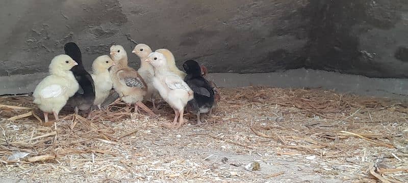 o shamo chicks available for sale 14