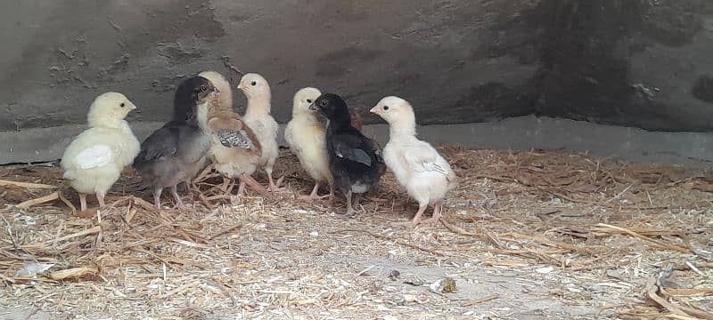 o shamo chicks available for sale 15