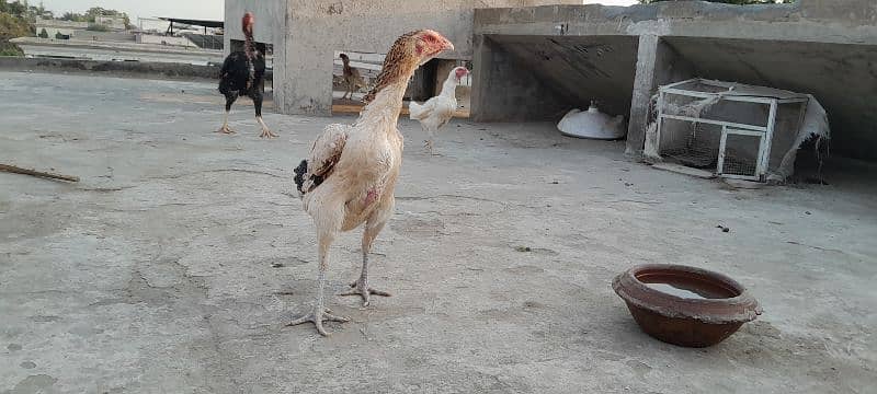 o shamo chicks available for sale 16