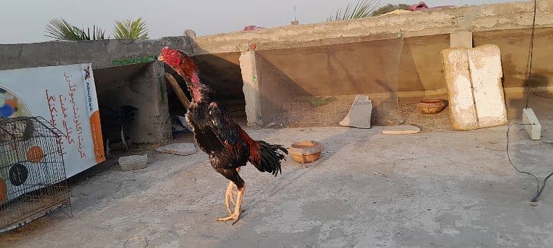 o shamo chicks available for sale 19